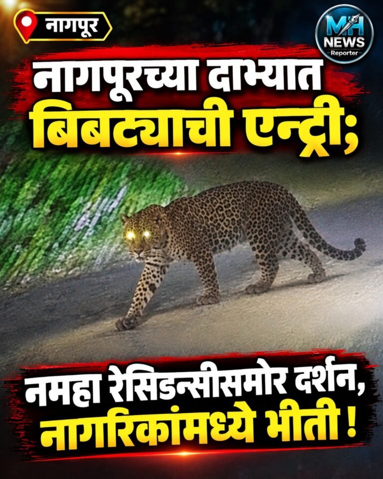 NAGPUR : नागपूरमध्ये बिबट्याची दहशत; दाभ्यात रहिवासी भागाजवळ दर्शन!