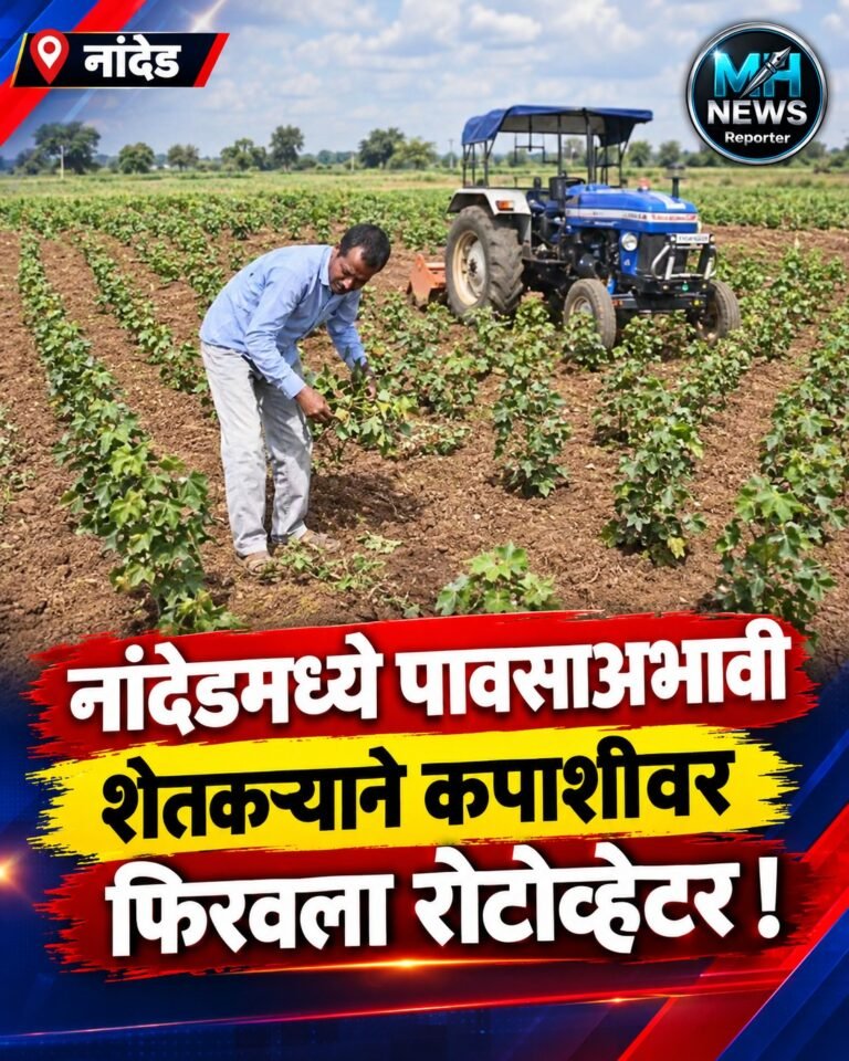 NASHIK : उत्पादन खर्चही निघेना; नाशिकच्या माळमाथ्यात कपाशीवर नांगर !