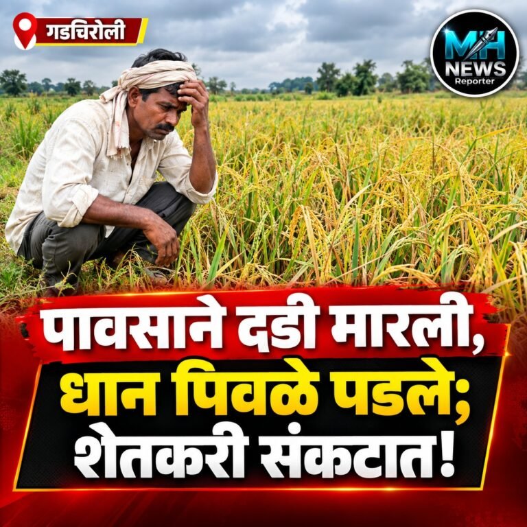 GADCHIROLI : कोरची-चामोर्शीत धान पीक संकटात; तातडीने पाण्याची माग..