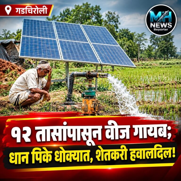 GADCHIROLI : वारंवार वीज ये-जा; गडचिरोलीतील धान उत्पादक शेतकरी ..