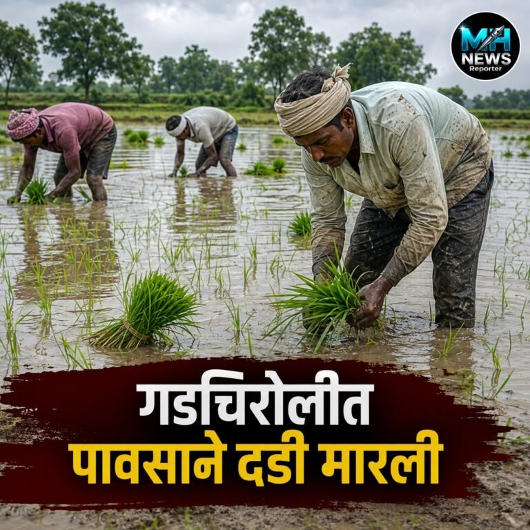 GADCHIROLI : गडचिरोलीत उशिरा भाताची रोवणी; शेतकऱ्यांची चिंता वाढली