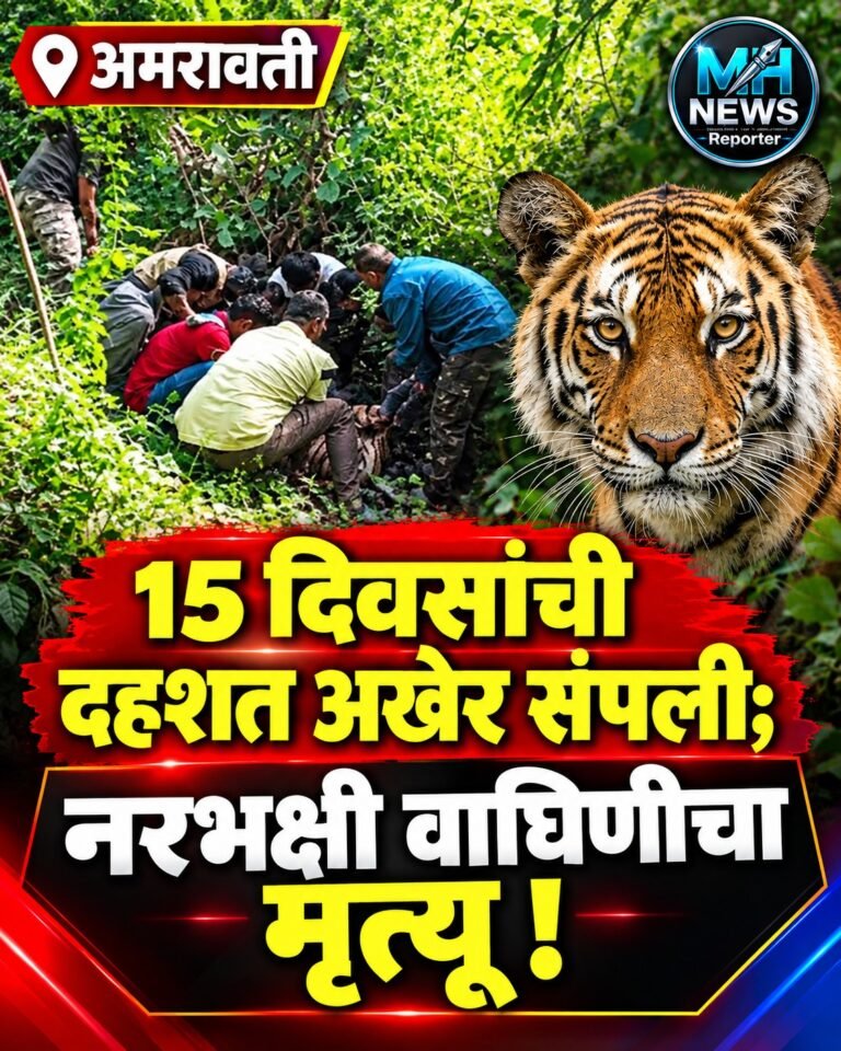 AMRAVATI : तडणीजवळ वाघिणीची प्रकृती खालावली; उपचारात मृत्यू !