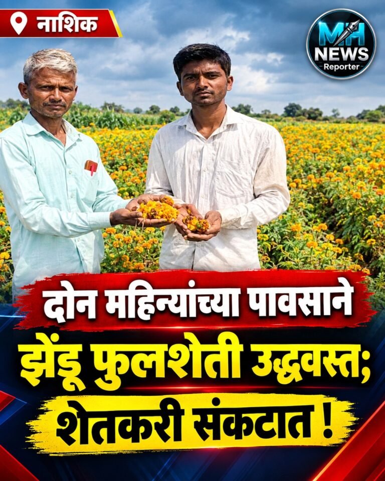 NASHIK : दोन महिन्यांच्या पावसाने झेंडू फुलशेती उद्ध्वस्त; शेतकरी संकटात !