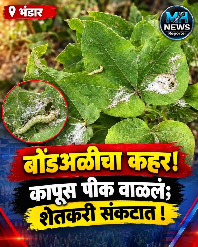 BHANDARA : बोंडअळीचा कहर! कापूस पीक वाळलं; शेतकरी संकटात !