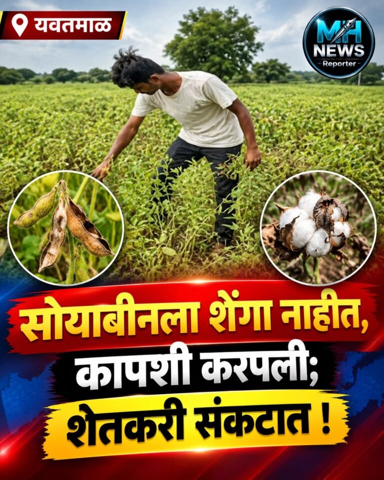 YAVATMAL : सोयाबीनला शेंगा नाहीत, कपाशी करपली; शेतकरी संकटात !