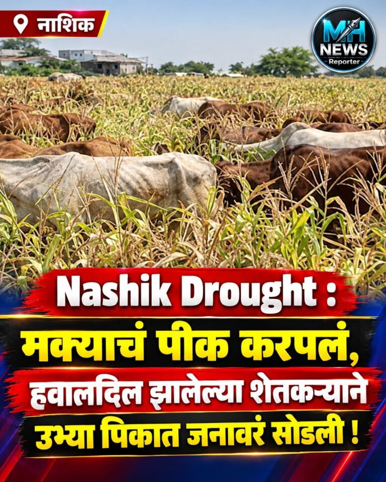 NASHIK : पावसाने दडी मारली, शेतकऱ्याने उभ्या पिकात जनावरे सोडली !